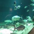 実際訪問したユーザーが直接撮影して投稿した(番地が直接)水族館 / アクアリウム京都大学 白浜水族館の写真