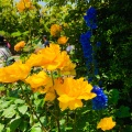 実際訪問したユーザーが直接撮影して投稿した西平沼町植物園 / 樹木園横浜イングリッシュガーデンの写真