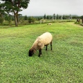実際訪問したユーザーが直接撮影して投稿した遠刈田温泉観光牧場ふれあい牧場 蔵王ハートランドの写真