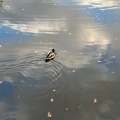 実際訪問したユーザーが直接撮影して投稿した東光町公園泉の沼公園の写真