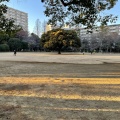 実際訪問したユーザーが直接撮影して投稿した光が丘公園夏の雲公園 のびのび広場の写真