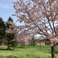 実際訪問したユーザーが直接撮影して投稿したモエレ沼公園桜の名所モエレ沼公園 サクラの森の写真