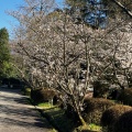 実際訪問したユーザーが直接撮影して投稿した滝の宮町公園滝の宮公園の写真