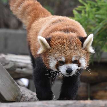 野毛山動物園のundefinedに実際訪問訪問したユーザーunknownさんが新しく投稿した新着口コミの写真