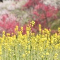 実際訪問したユーザーが直接撮影して投稿した智里自然名所花桃の里の写真