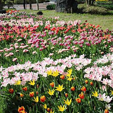 実際訪問したユーザーが直接撮影して投稿した花園町公園砺波チューリップ公園の写真