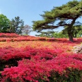 実際訪問したユーザーが直接撮影して投稿した和田公園小室山公園の写真