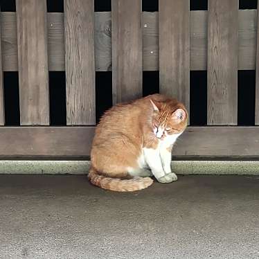 九品仏 淨真寺のundefinedに実際訪問訪問したユーザーunknownさんが新しく投稿した新着口コミの写真