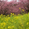 実際訪問したユーザーが直接撮影して投稿した大山町桜の名所東大山河津桜の写真