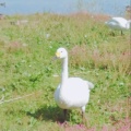 実際訪問したユーザーが直接撮影して投稿した水原湖沼 / 池瓢湖の写真