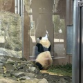 実際訪問したユーザーが直接撮影して投稿した堅田展示 / 観覧希少動物繁殖センター PANDA LOVE アドベンチャーワールドの写真