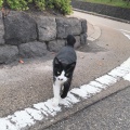 実際訪問したユーザーが直接撮影して投稿した桜島二俣町山 / 峠桜島の写真