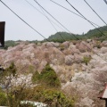 実際訪問したユーザーが直接撮影して投稿した吉野山神社吉水神社の写真