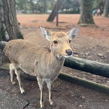 奈良公園のundefinedに実際訪問訪問したユーザーunknownさんが新しく投稿した新着口コミの写真