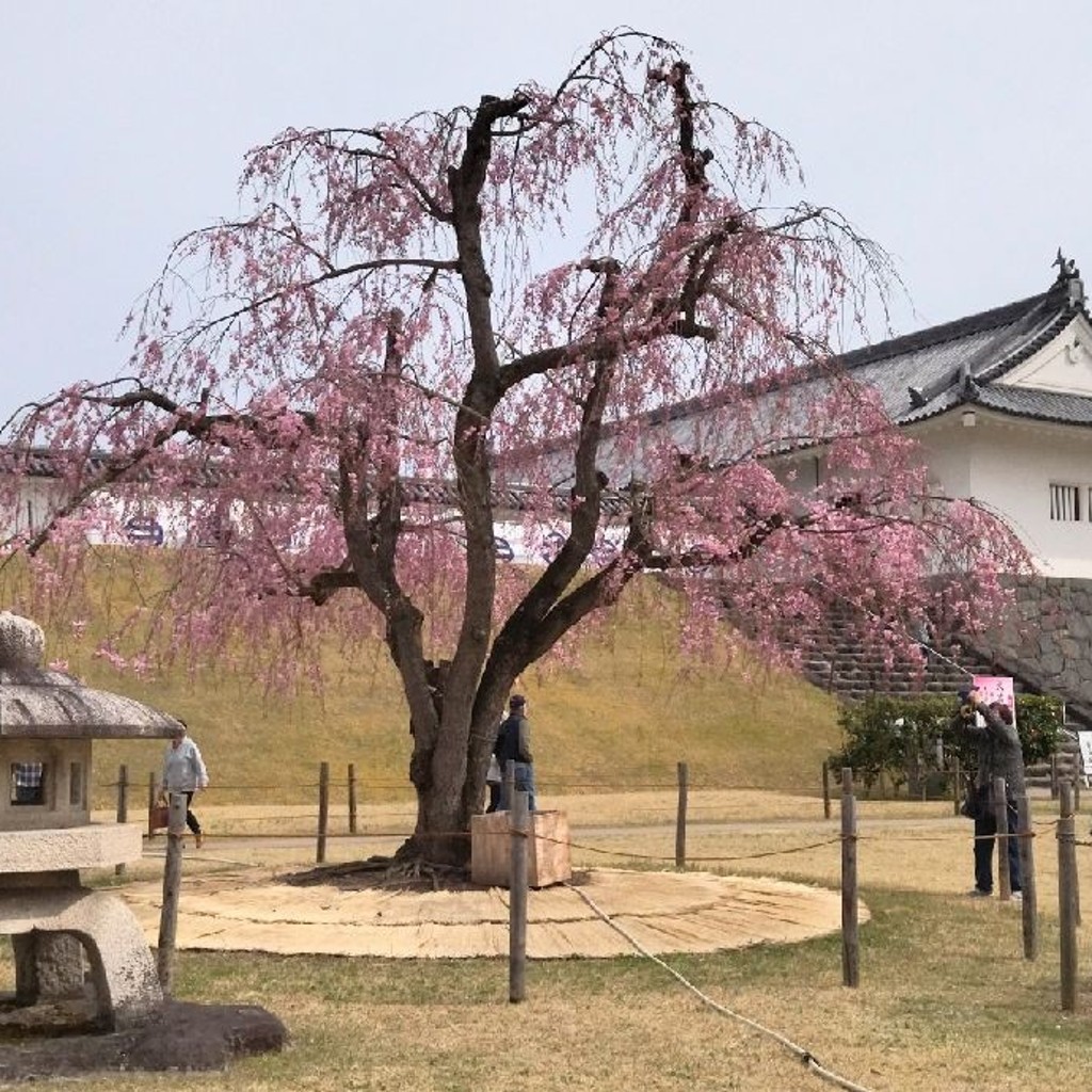 tabimaruさんが投稿した霞城町公園のお店国指定史跡山形城跡 霞城公園/クニシテイシセキヤマガタジョウアト カジョウコウエンの写真