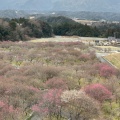 実際訪問したユーザーが直接撮影して投稿した藤原町鼎公園いなべ市梅林公園の写真