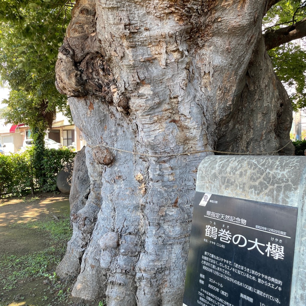 実際訪問したユーザーが直接撮影して投稿した鶴巻南自然名所鶴巻の大ケヤキの写真