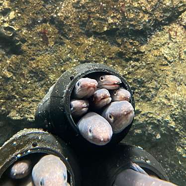 仙台うみの杜水族館のundefinedに実際訪問訪問したユーザーunknownさんが新しく投稿した新着口コミの写真