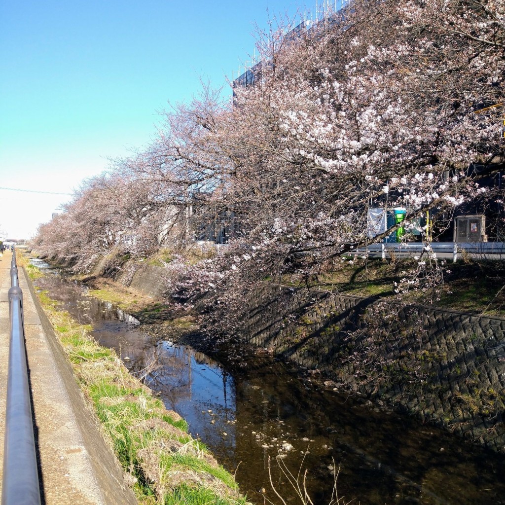 yoshimi_C-HR楽しかったですさんが投稿したのお店さくら橋の写真