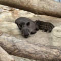 実際訪問したユーザーが直接撮影して投稿した港島南町動物園神戸どうぶつ王国の写真