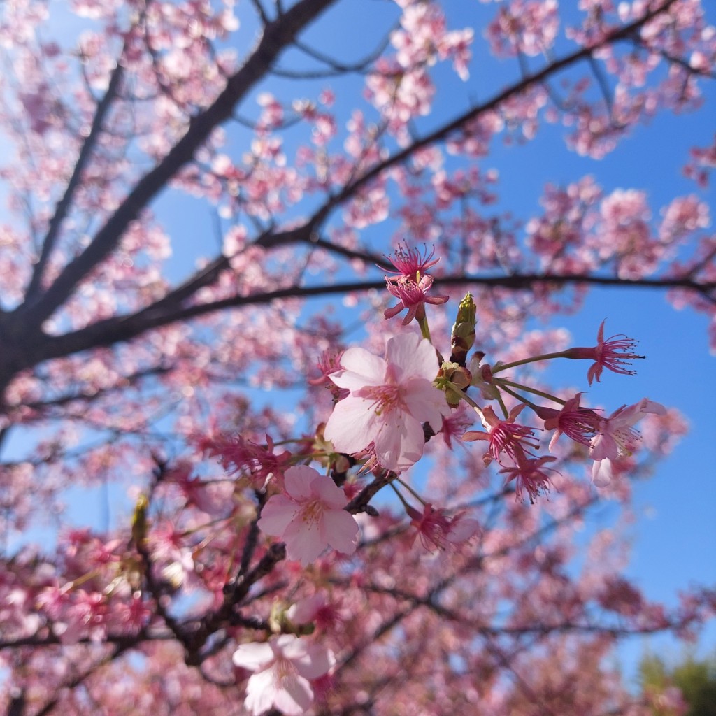 実際訪問したユーザーが直接撮影して投稿した大山町桜の名所東大山河津桜の写真