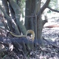 実際訪問したユーザーが直接撮影して投稿した犬山動物園日本モンキーセンターの写真