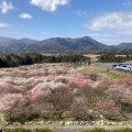 実際訪問したユーザーが直接撮影して投稿した藤原町鼎公園いなべ市梅林公園の写真