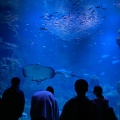 実際訪問したユーザーが直接撮影して投稿した観喜寺町水族館 / アクアリウム京都水族館の写真