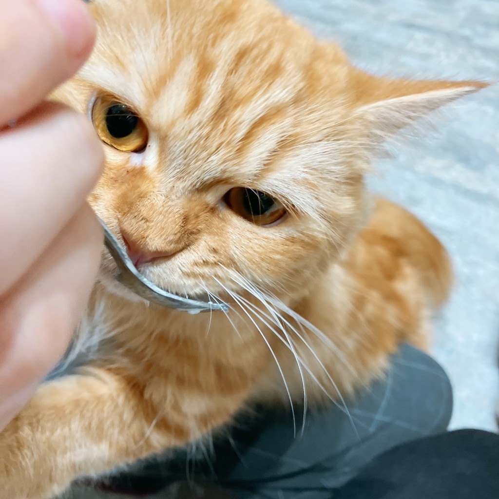 実際訪問したユーザーが直接撮影して投稿した下伏間江テーマカフェ猫カフェPuchiMarry イオンモール高岡店の写真