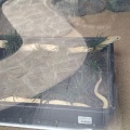 実際訪問したユーザーが直接撮影して投稿した横山博物館岩国シロヘビの館の写真