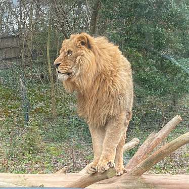 秋吉台自然動物公園サファリランドのundefinedに実際訪問訪問したユーザーunknownさんが新しく投稿した新着口コミの写真