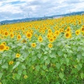 実際訪問したユーザーが直接撮影して投稿した浄谷町公園ひまわりの丘公園の写真