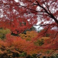 実際訪問したユーザーが直接撮影して投稿した岩屋町公園岩屋堂公園の写真