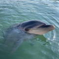 実際訪問したユーザーが直接撮影して投稿した津田町鶴羽水族館 / アクアリウム日本ドルフィンセンターの写真