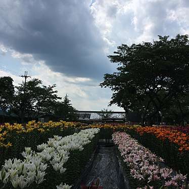 実際訪問したユーザーが直接撮影して投稿した乾新町花のきれいなスポット玉水ゆり園の写真