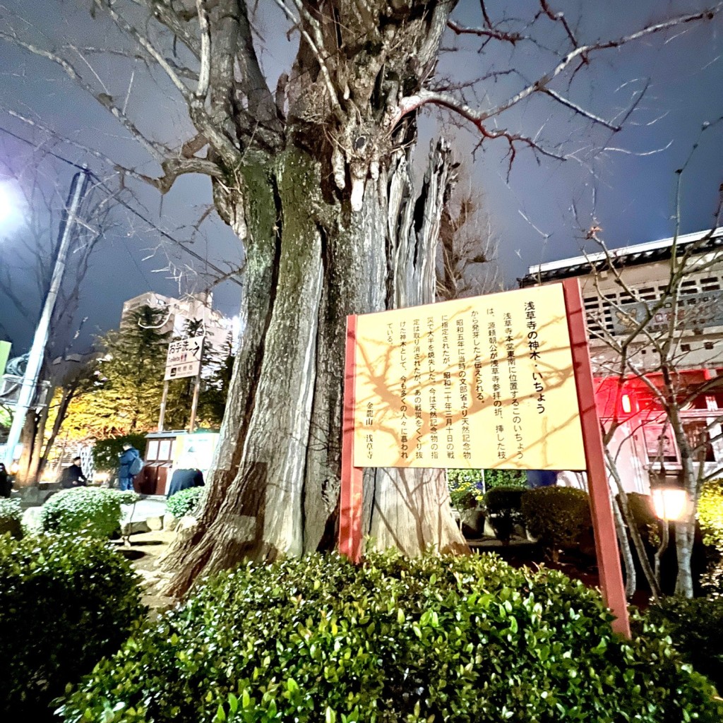 実際訪問したユーザーが直接撮影して投稿した浅草自然名所浅草寺の神木・いちょうの写真