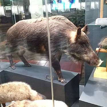 実際訪問したユーザーが直接撮影して投稿した城山町博物館鹿児島県立博物館の写真