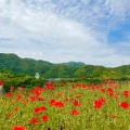 実際訪問したユーザーが直接撮影して投稿した平川町公園錦江湾公園の写真