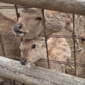 実際訪問したユーザーが直接撮影して投稿した松原動物園しろとり動物園の写真