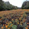 実際訪問したユーザーが直接撮影して投稿した植物園 / 樹木園たんばらラベンダーパークの写真