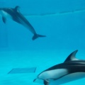 実際訪問したユーザーが直接撮影して投稿した浅虫水族館 / アクアリウム青森県営浅虫水族館の写真