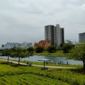 実際訪問したユーザーが直接撮影して投稿した平井河川旧中川 河津桜の写真