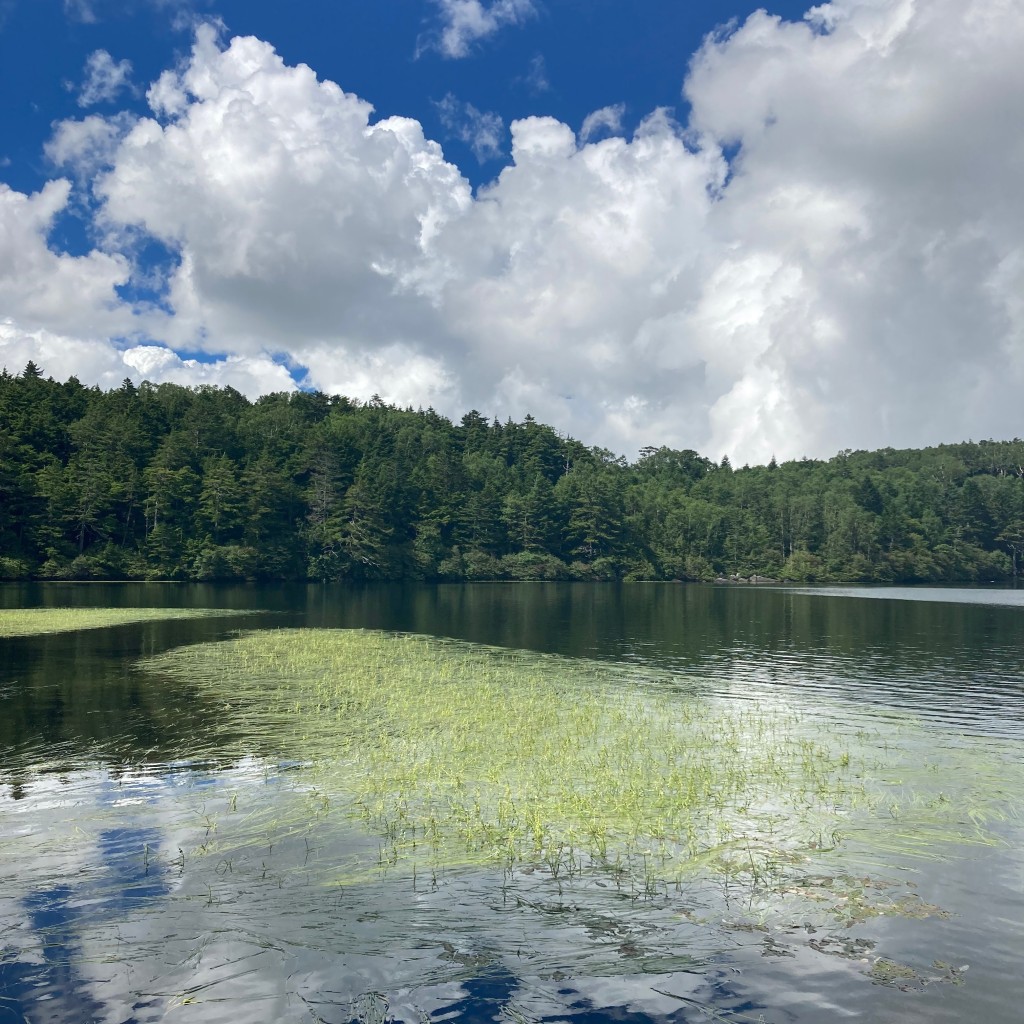 実際訪問したユーザーが直接撮影して投稿した湖沼 / 池白駒池の写真