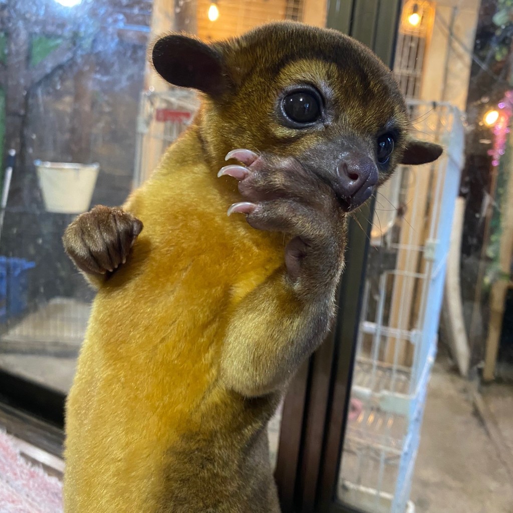 実際訪問したユーザーが直接撮影して投稿した池辺動物園BambooPalmの写真