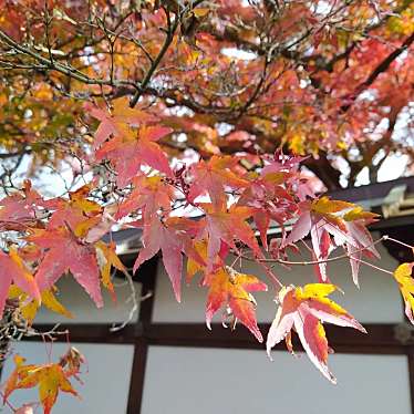 実際訪問したユーザーが直接撮影して投稿した百々町寺宝鏡寺の写真