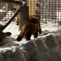 実際訪問したユーザーが直接撮影して投稿した東旭川町倉沼動物園レッサーパンダ舎の写真