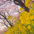 実際訪問したユーザーが直接撮影して投稿した松田惣領庭園松田山ハーブガーデンの写真
