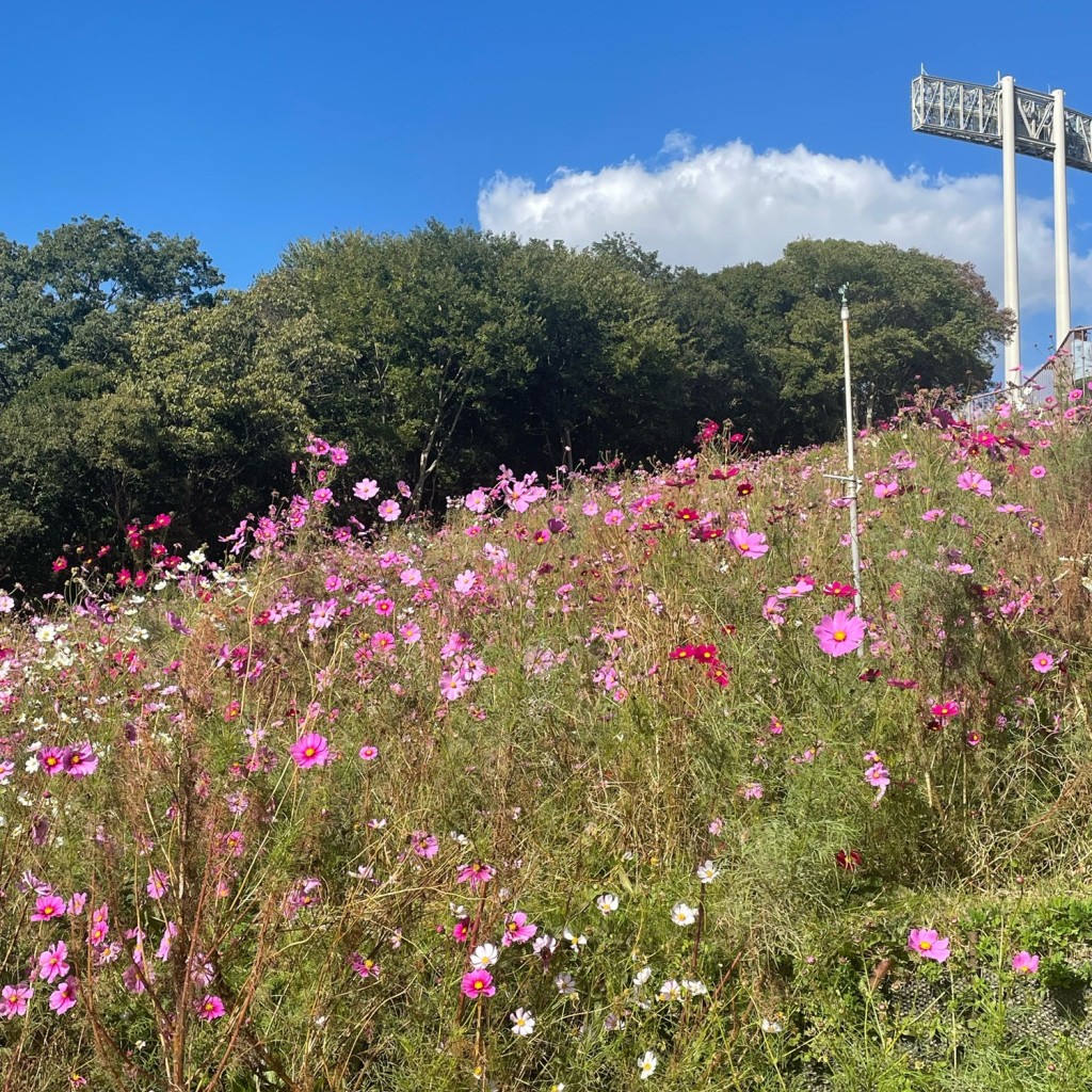 実際訪問したユーザーが直接撮影して投稿した緑台公園コスモスの丘の写真