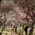 実際訪問したユーザーが直接撮影して投稿した谷保神社谷保天満宮の写真