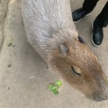 実際訪問したユーザーが直接撮影して投稿した港島南町動物園神戸どうぶつ王国の写真